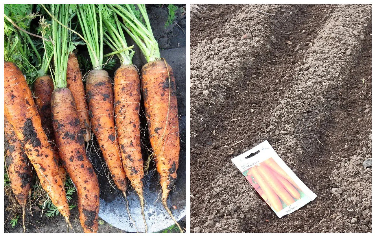 Городники розповіли, яке насіння моркви обрати для кращих сходів. Фото: скриншот з відео 