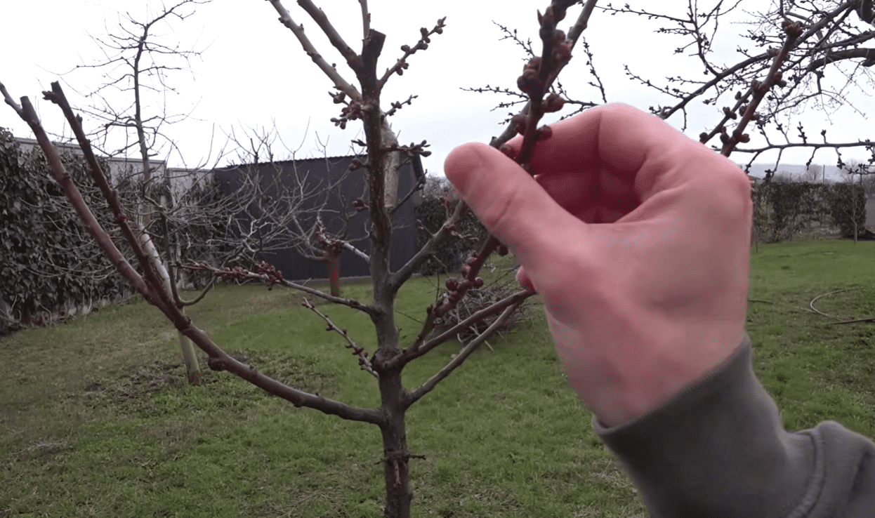 Садівники розповіли, чому 2-річним абрикосам та персикам краще зараз не цвісти Фото: YouTube Ігор Критикує