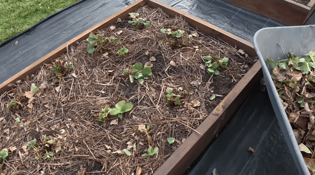 Важливе перше весняне підживлення полуниці навесні, яке збільшить урожай Фото: YouTube Наша дача!