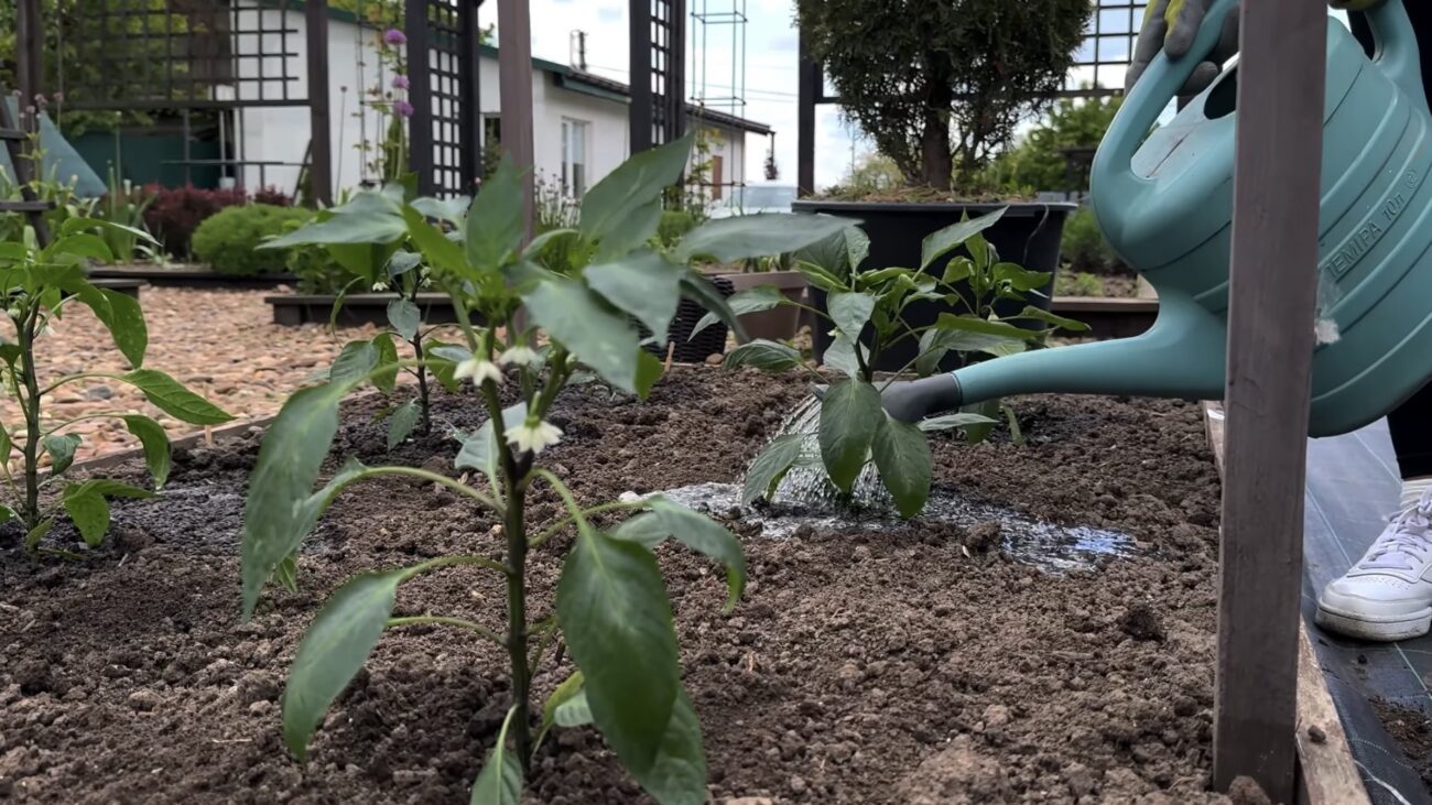 Городники пояснили, як правильно обрати здорову розсаду перців. Фото: YouTube Корисні корисності 