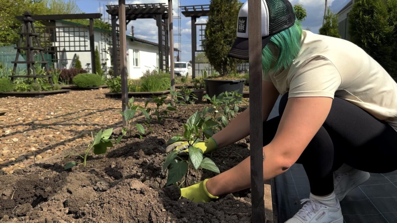 Городники пояснили, як правильно обрати здорову розсаду перців. Фото: YouTube Корисні корисності 
