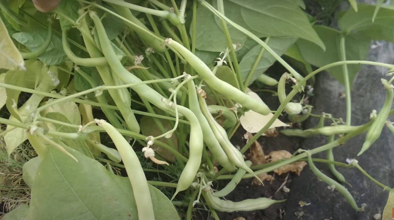 Городники розповіли, які овочі можна висадити вже у квітні. Фото: скриншот з відео 