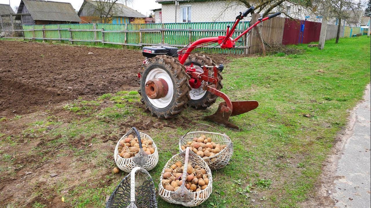 Городники розповіли, в які дні в березні потрібно садити картоплю