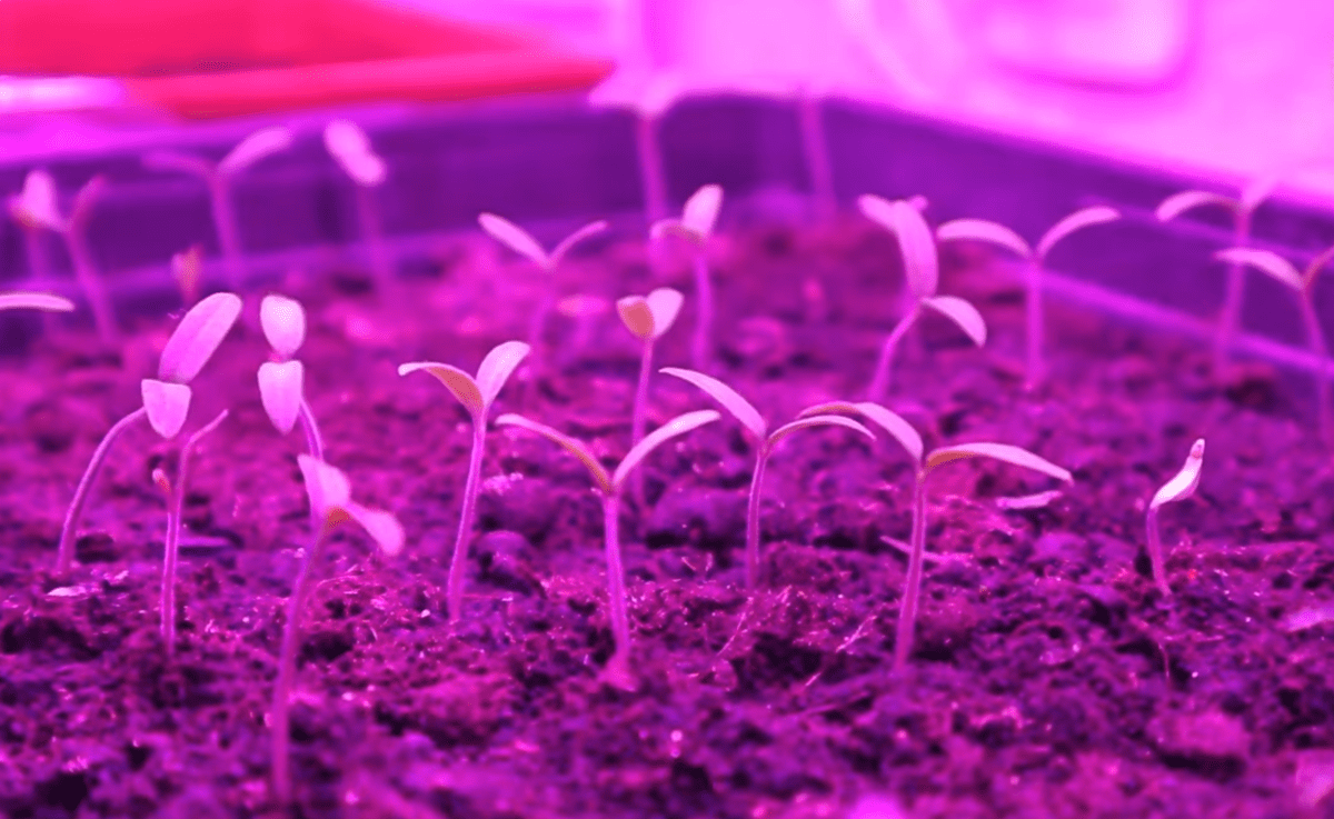 Городники назвали 5 кроків до потужного врожаю томатів 2026