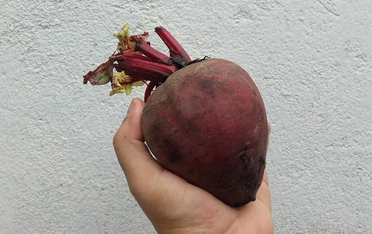 Городники назвали найкращі сорти кормових буряків для грядки