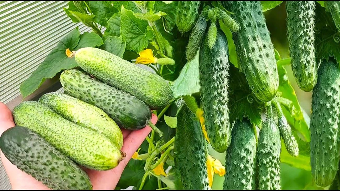 Агрономи назвали сорт огірків, який родить відрами