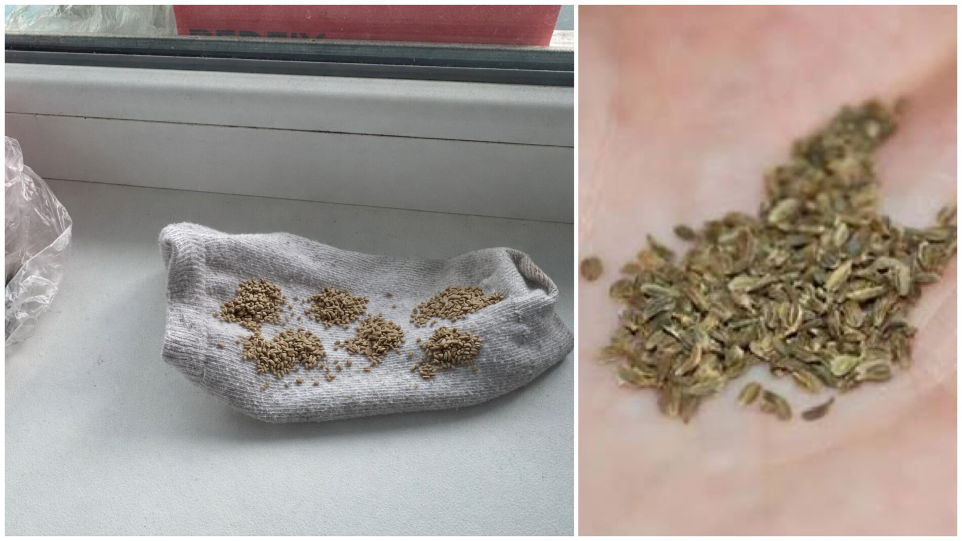 Городники розповіли, як легко сіяти дрібне насіння на грядках