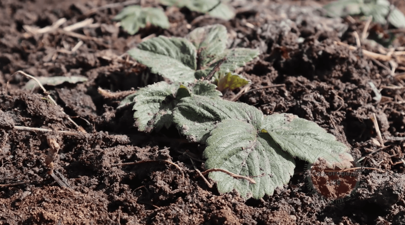 Важливе перше весняне підживлення полуниці навесні, яке збільшить урожай Фото: YouTube Наша дача!