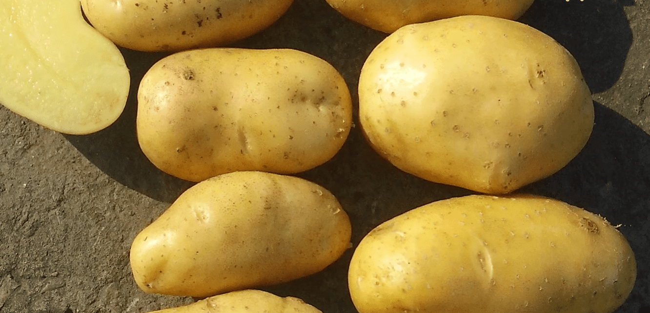 Експерт розповів, як позбавитися від дротяника на грядках з картоплею