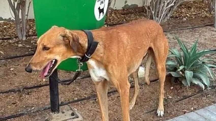 Зоозахисна криза в Дубаї: власники масово кидають тварин під час евакуації