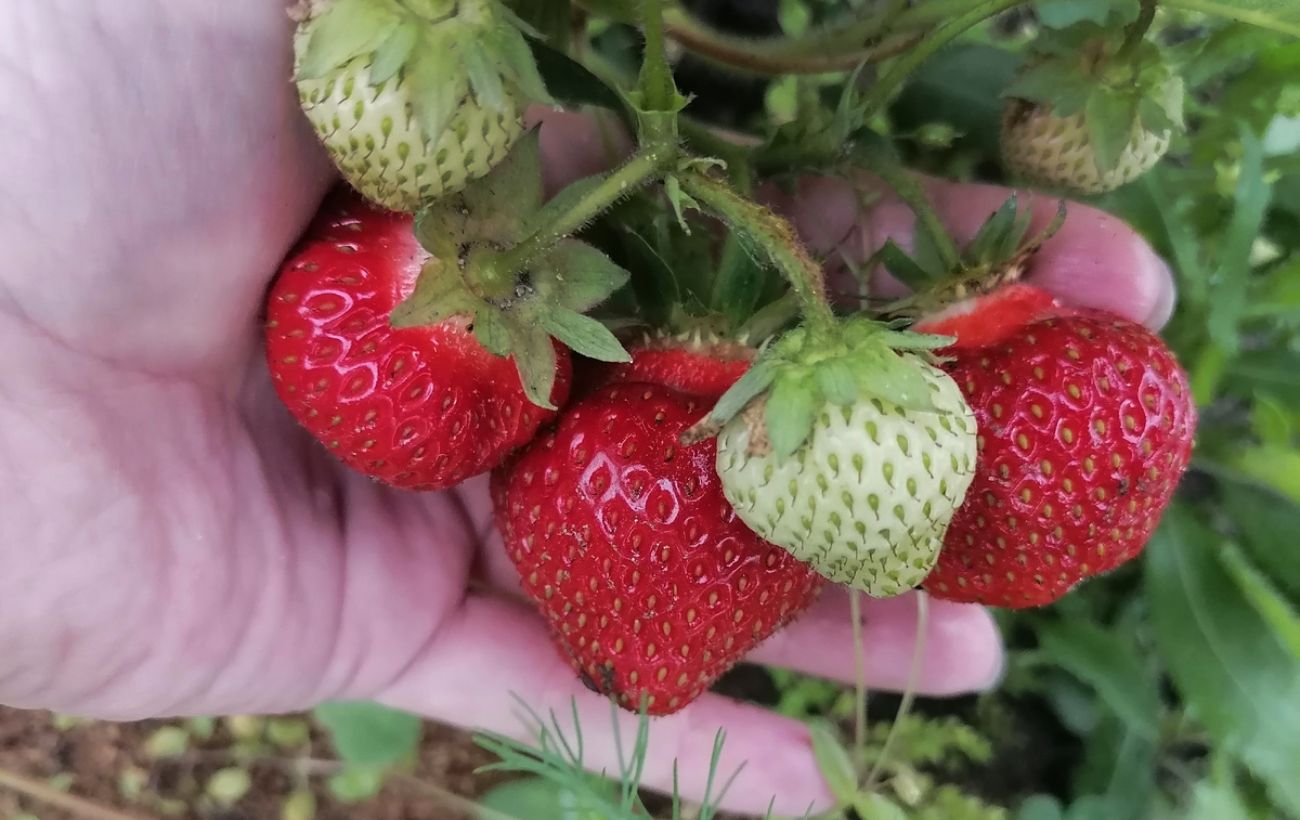 Городники розповіли, як збільшити врожай полуниці цікавим методом. Фото: скриншот з відео
