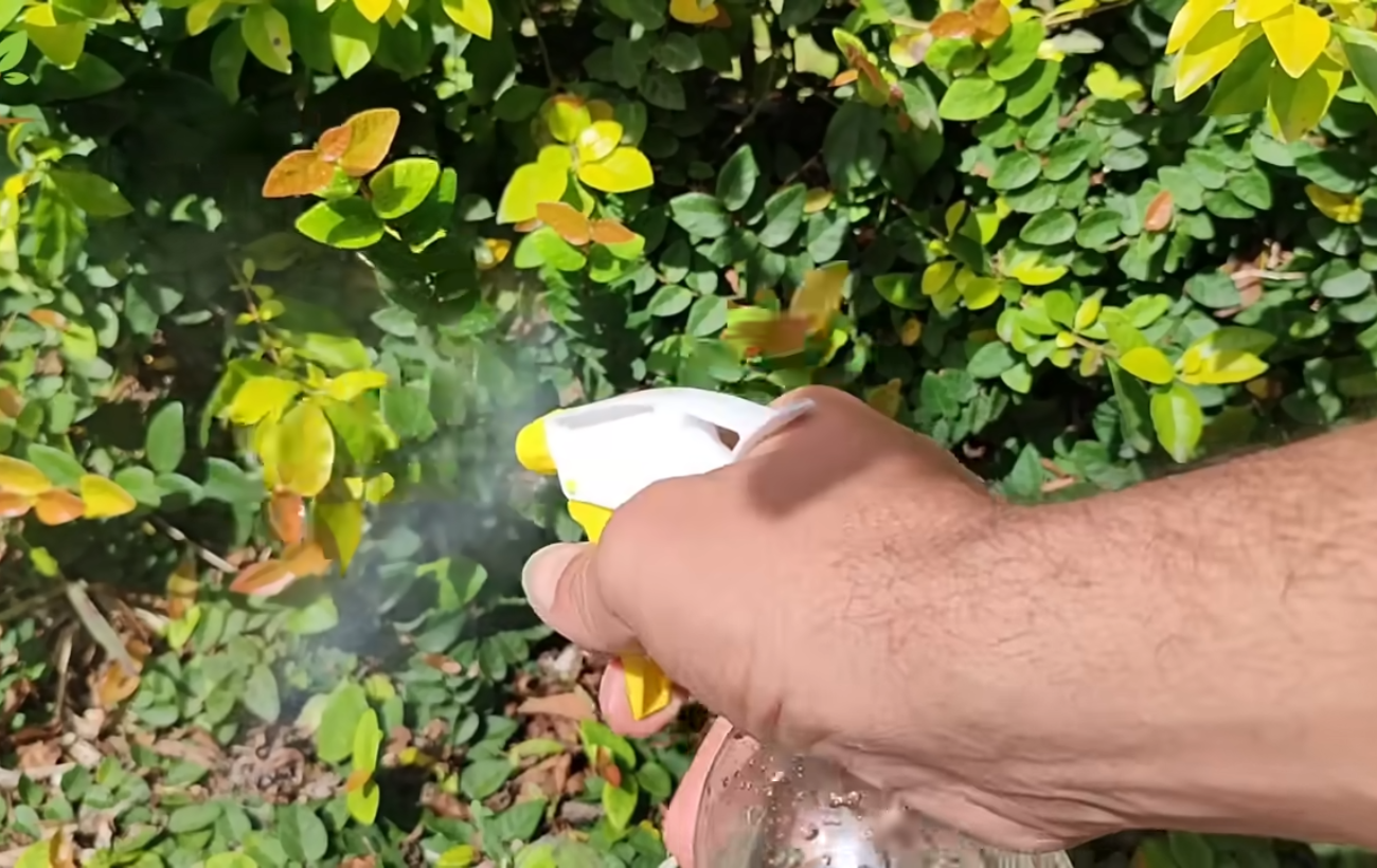 Дачники розповіли, як швидко і без гербіцидів позбутися бурʼянів на городі 