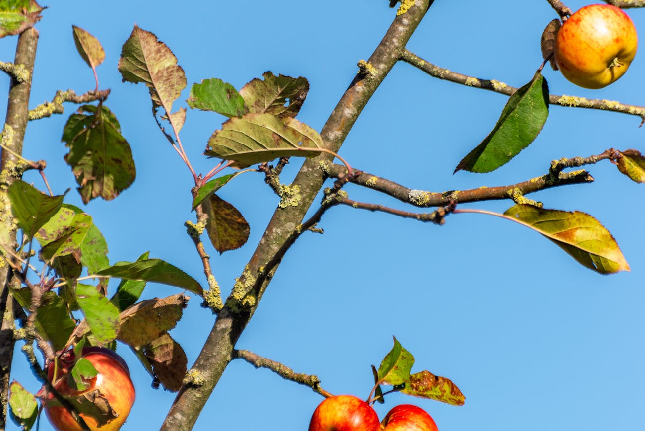 Дачники розповіли, чим обробити дерева від шкідників на початку весни 