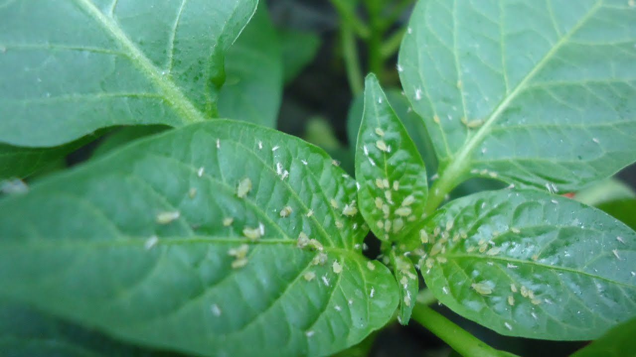 Городники розповіли, чим захистити перець від попелиці і слимаків 