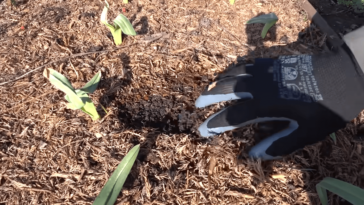 Городники порадили, як доглядати за часником у березні