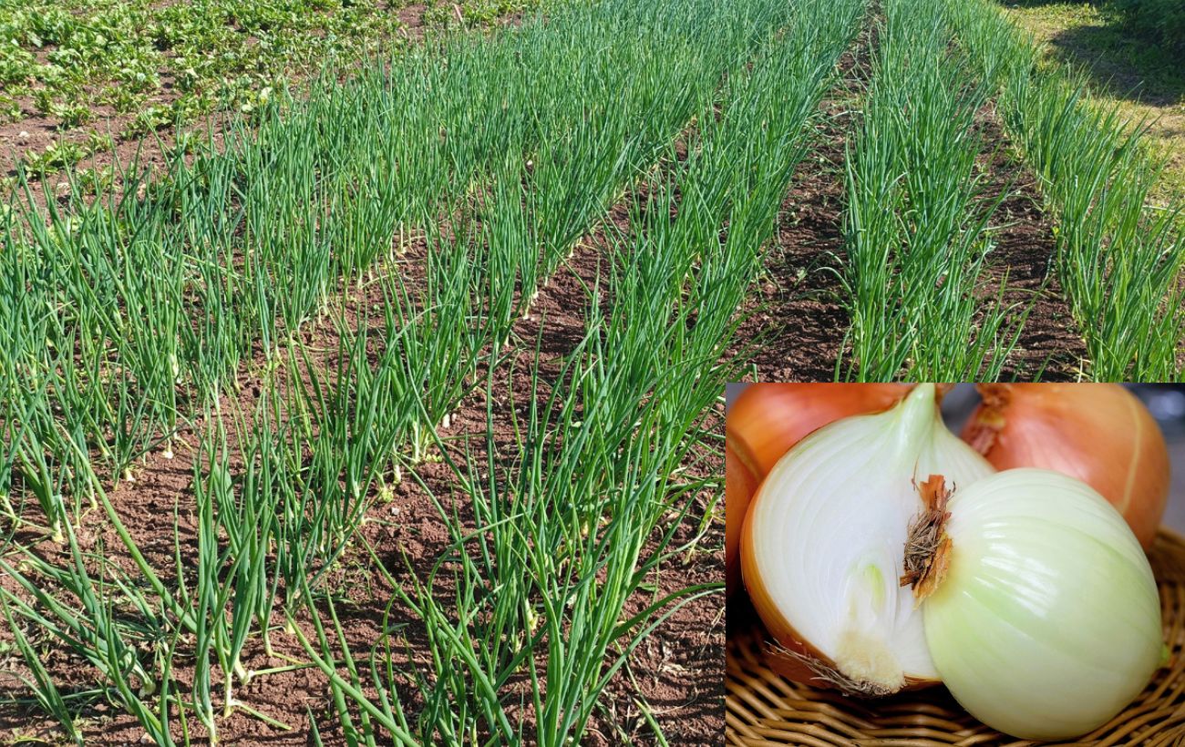 Городники поділилися рецептом підживлення для великих головок цибулі