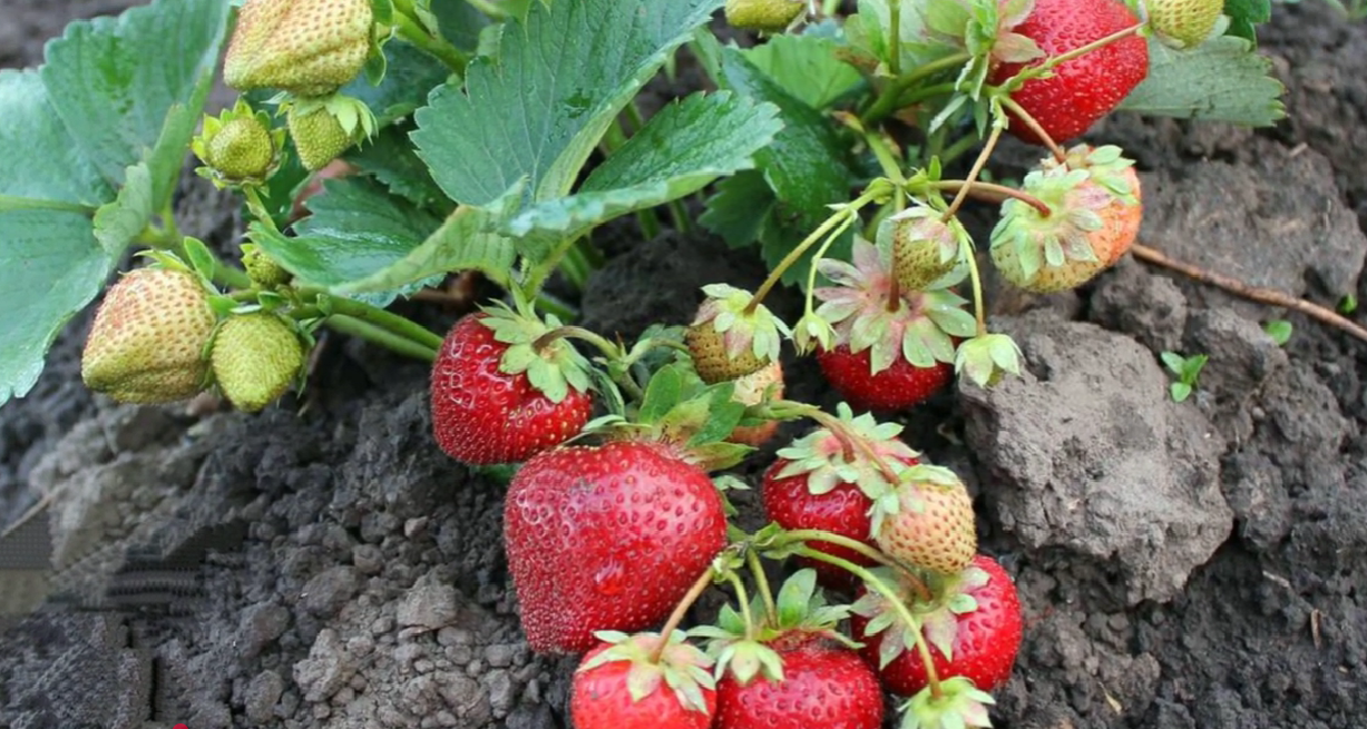 Городники пояснили, як підживити полуницю у грудні 