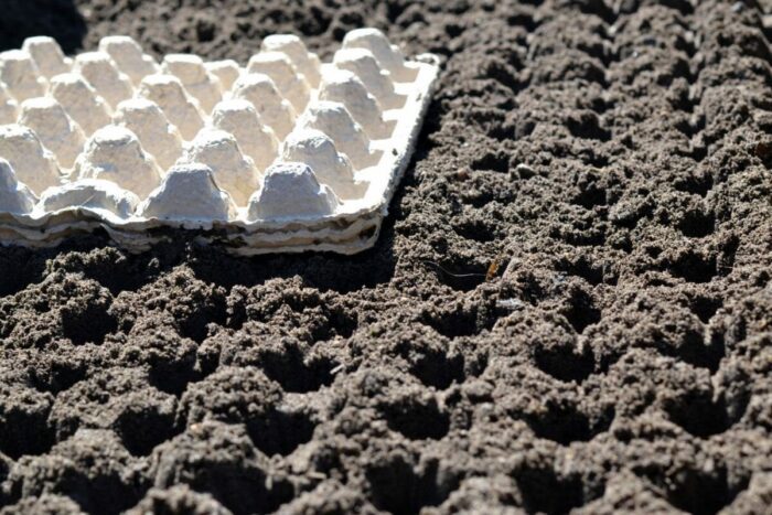 Городники розповіли, як можна використати лотки від яєць на городі