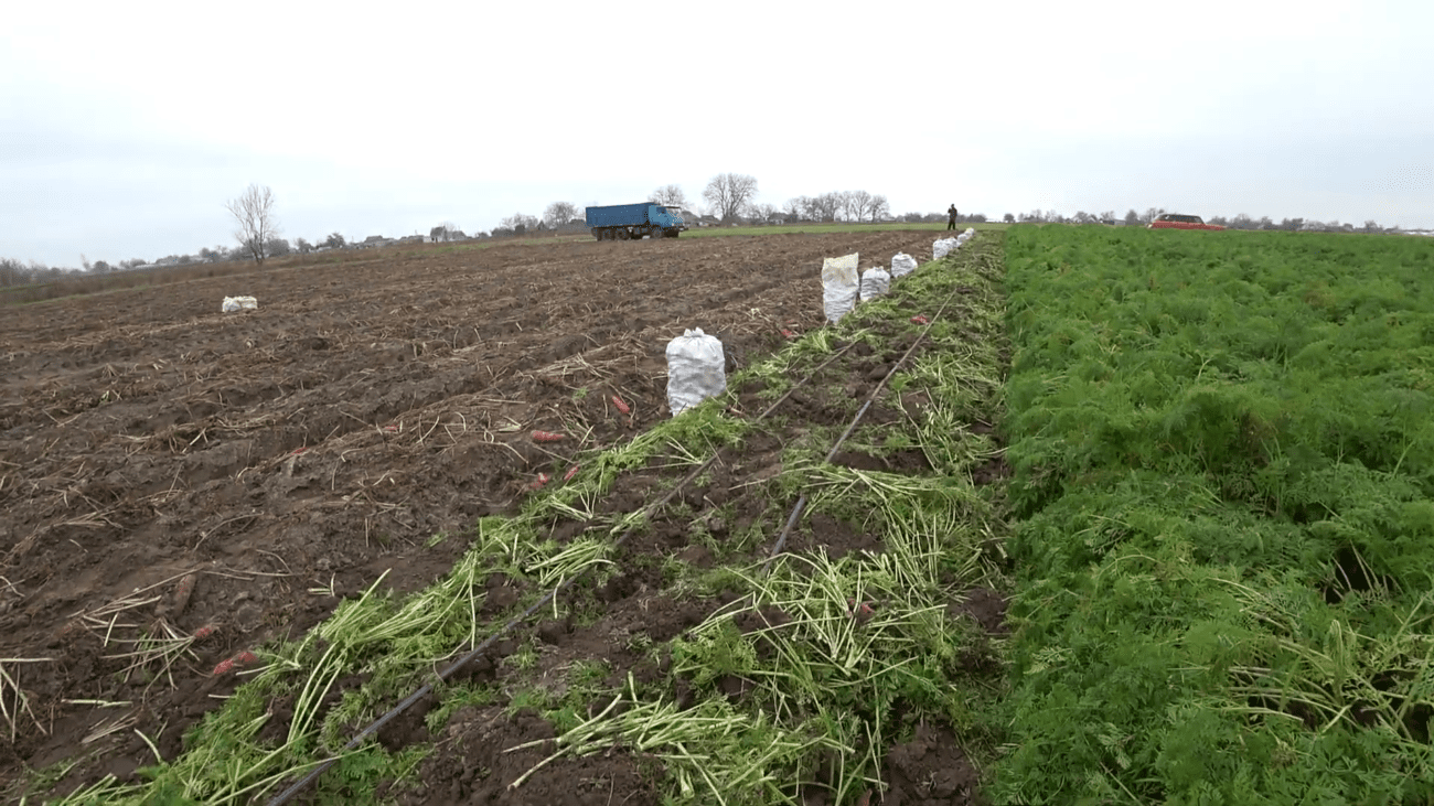 Городники порадили найурожайніші сорти моркви для вирощування на власній грядці. Фото: YouTube Агро -Фермер
