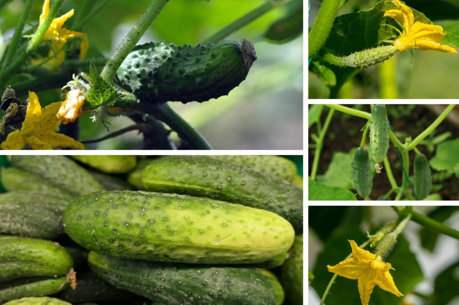 Агрономи назвали пʼять найврожайніших сортів огірків для вирощування в 2026