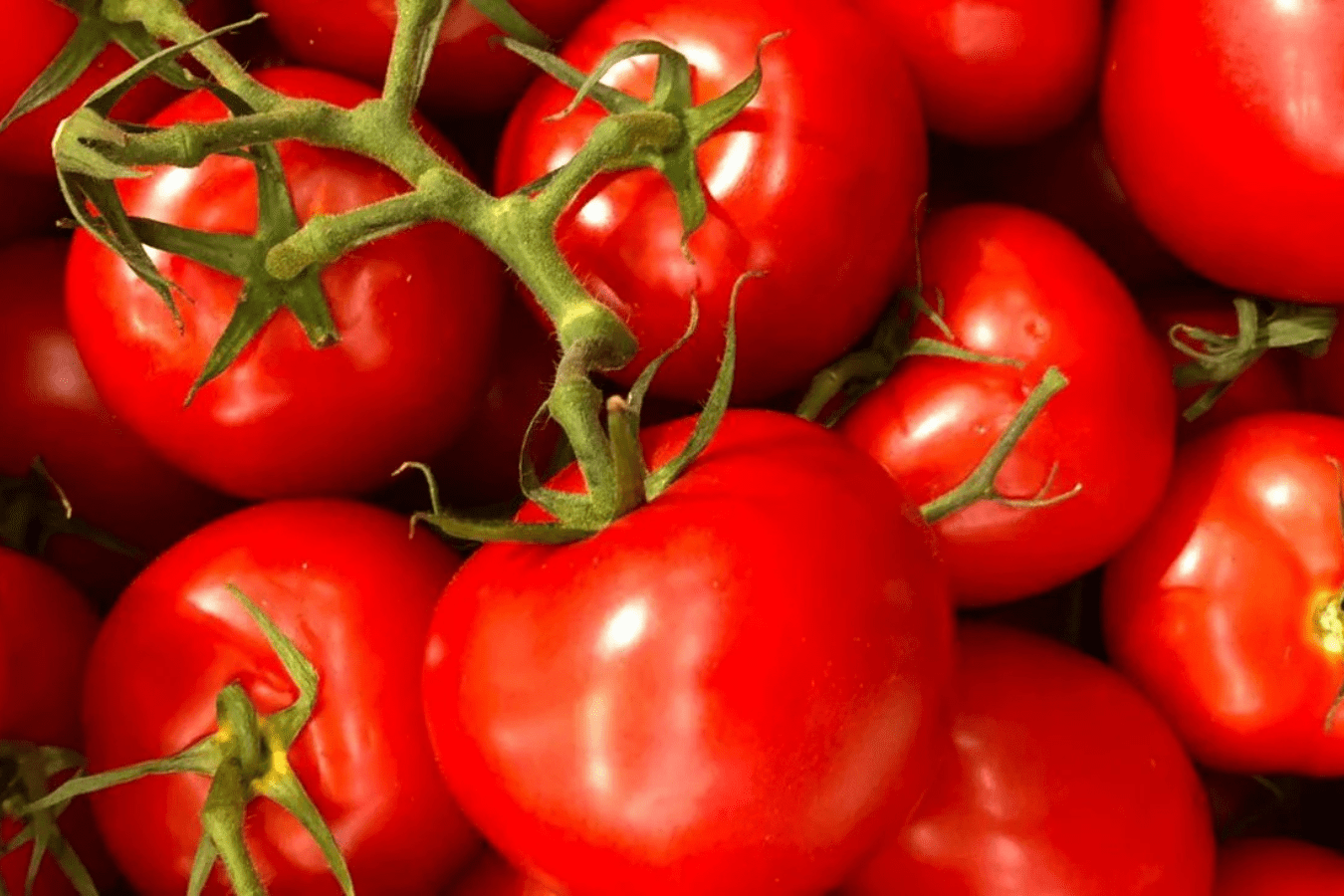 Агрономи розсекретили два ранніх сорти томатів, які дають врожай великих плодів