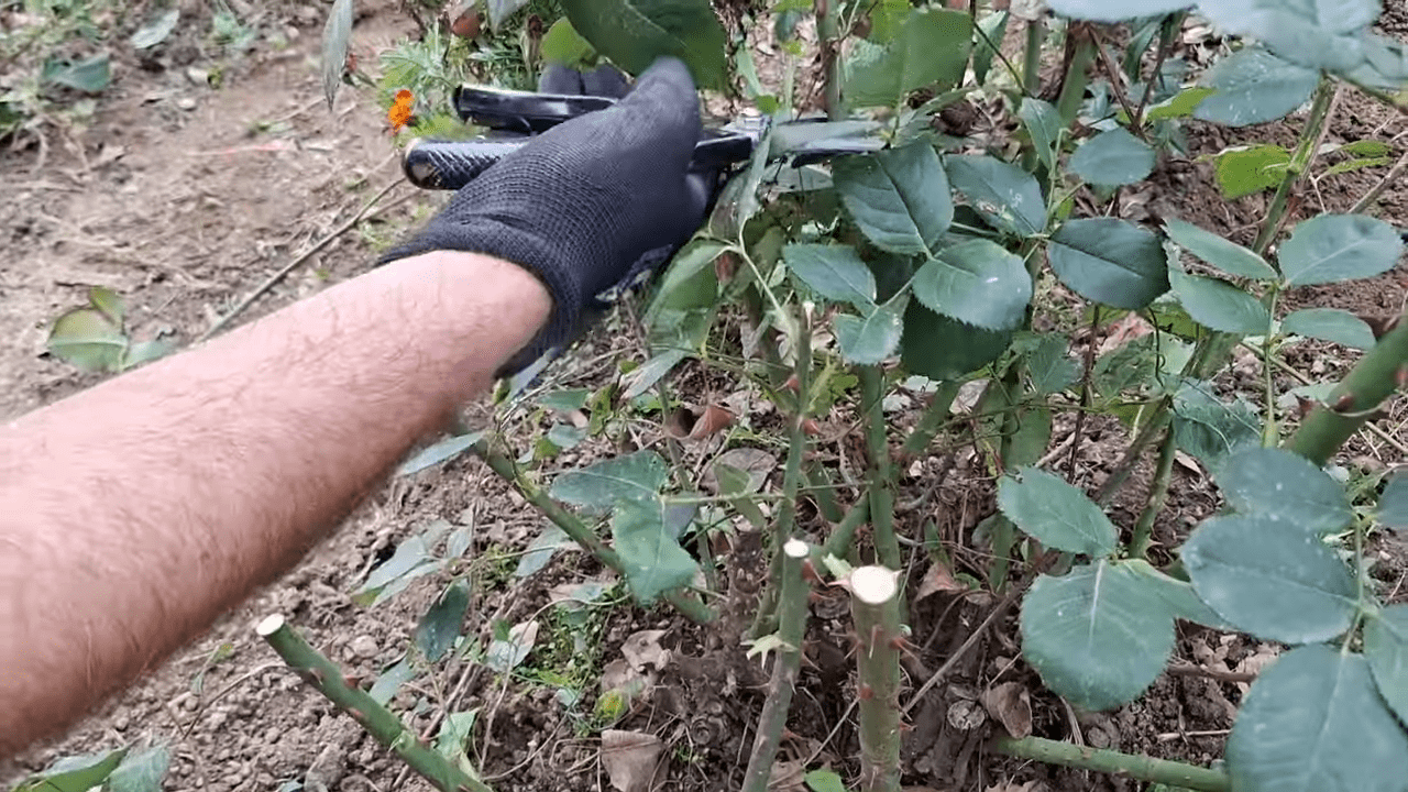 Садівники розповіли, як підготувати троянди до сезону цвітіння. Фото: скриншот з відео Садівники розповіли, як підготувати троянди до сезону цвітіння. Фото: скриншот з відео
