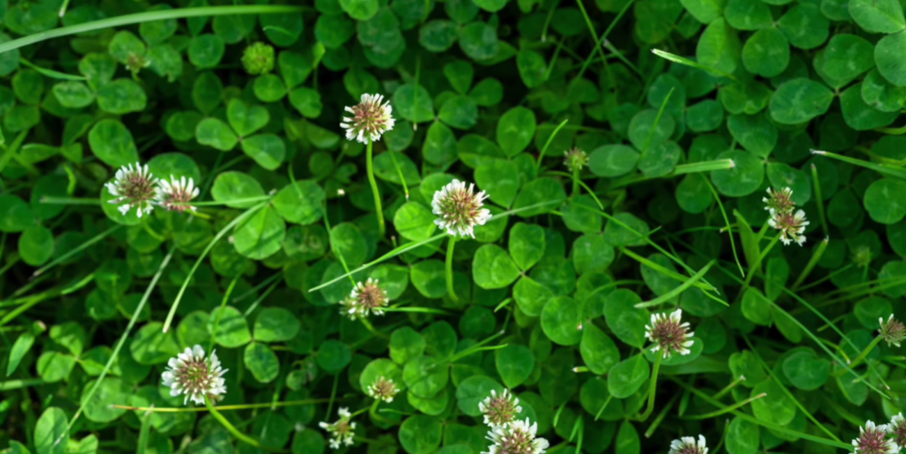 Городники дали мудру пораду – що посіяти замість трави біля дерева