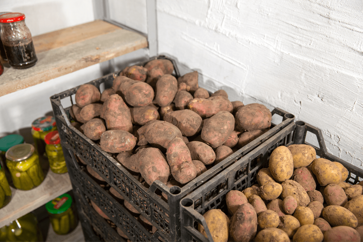 Городники порадили, яке позакореневе підживлення обрати для картоплі для високої врожайності