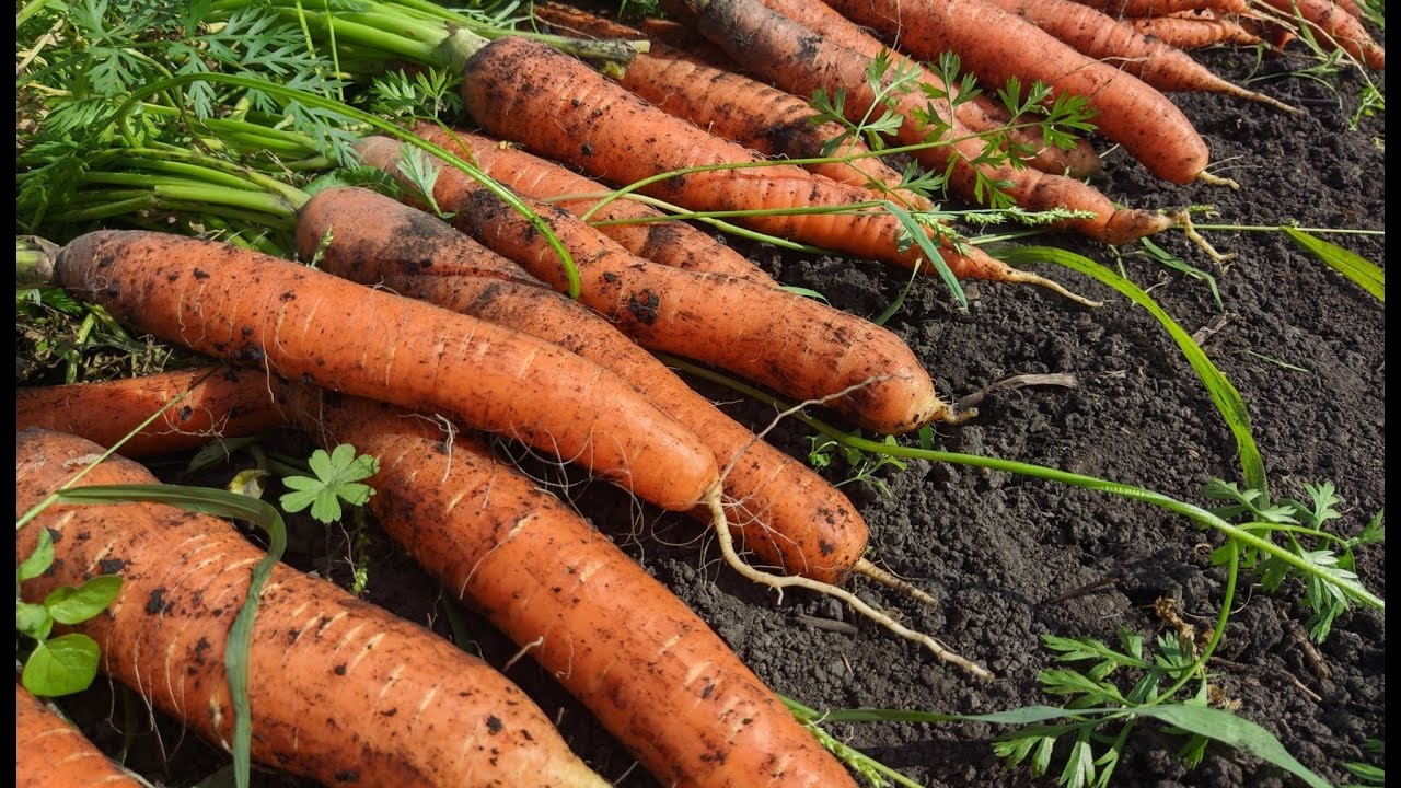 Городники розповіли, як вирощувати моркву, щоб вона не була рогатою. Фото: скриншот з відео 