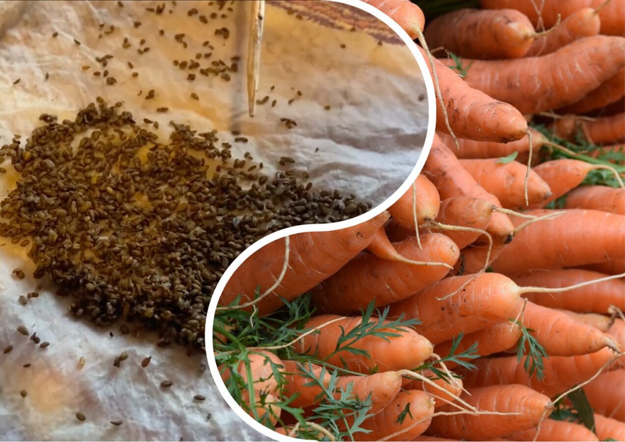 Городники розповіли лайфхак, як садити моркву, щоб її не проріджувати 