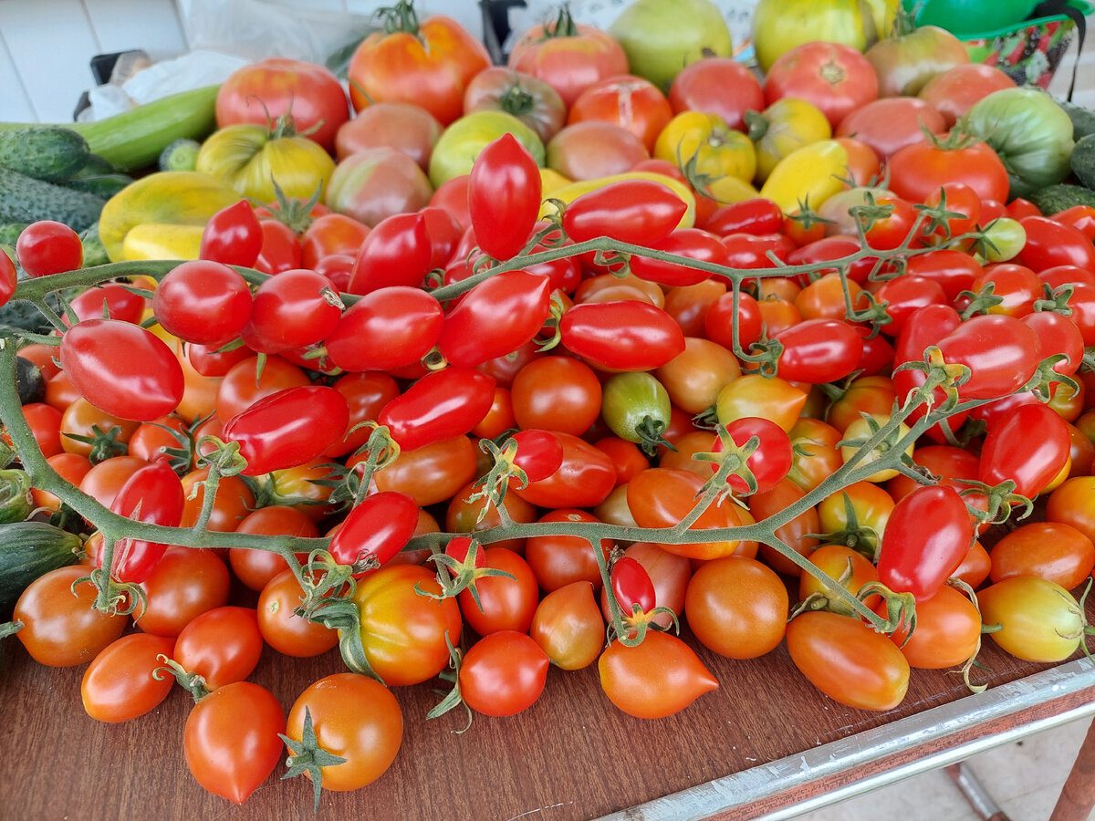 Городники назвали врожайний сорт томатів, які ростуть буквально гронами 