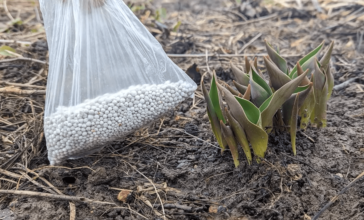 Садівники розкрили секрет пишного цвітіння тюльпанів та нарцисів