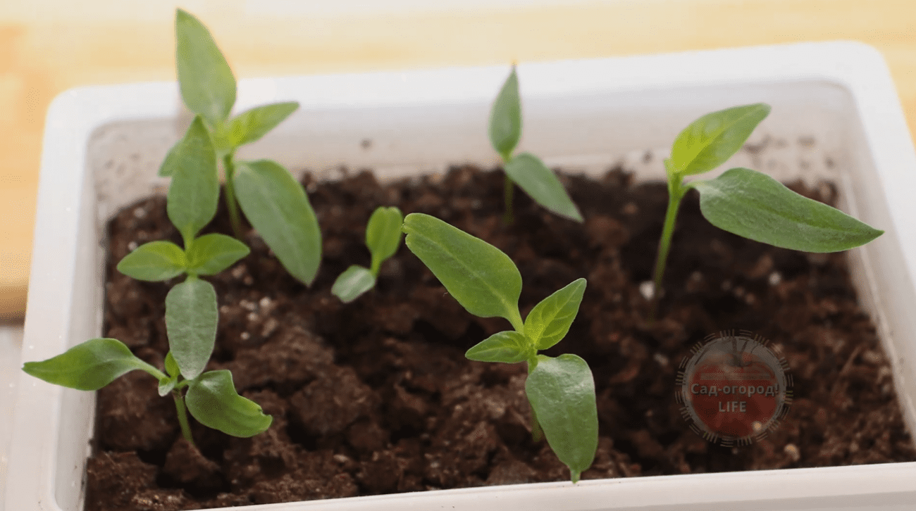 Городники розповіли, чим потрібно підживити розсаду томатів навесні