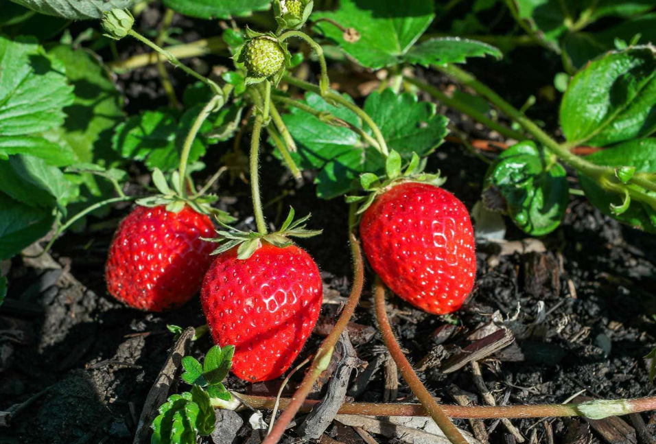 Садівники визначили найврожайніший сорт полуниці для невеликих ділянок