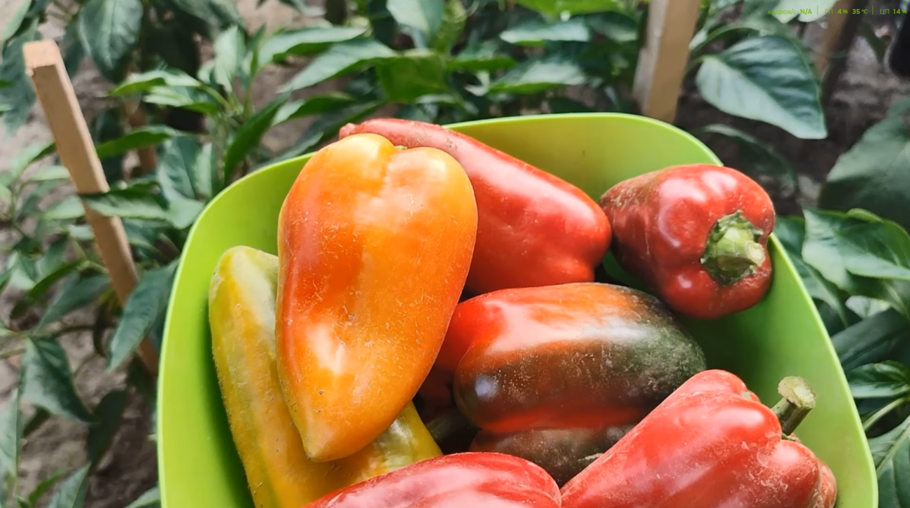 Городники розповіли, яка хитрість допоможе покращити врожайність солодкого перцю на грядці. Фото: YouTube ДІМ ТА ПРИСАДИБНА ДІЛЯНКА