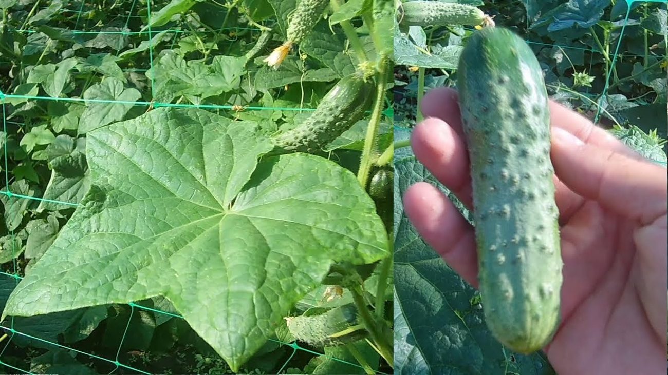 Агрономи назвали 3 сорти огірків, які стійкі до перепадів температур та холоду