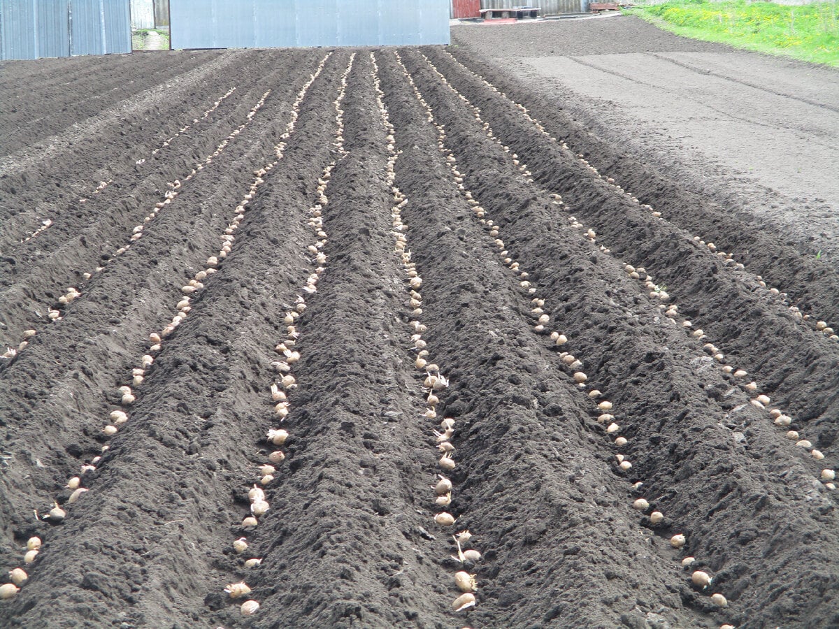 Дати висадки картоплі від досвідчених городників. Фото: скріншот з відео
