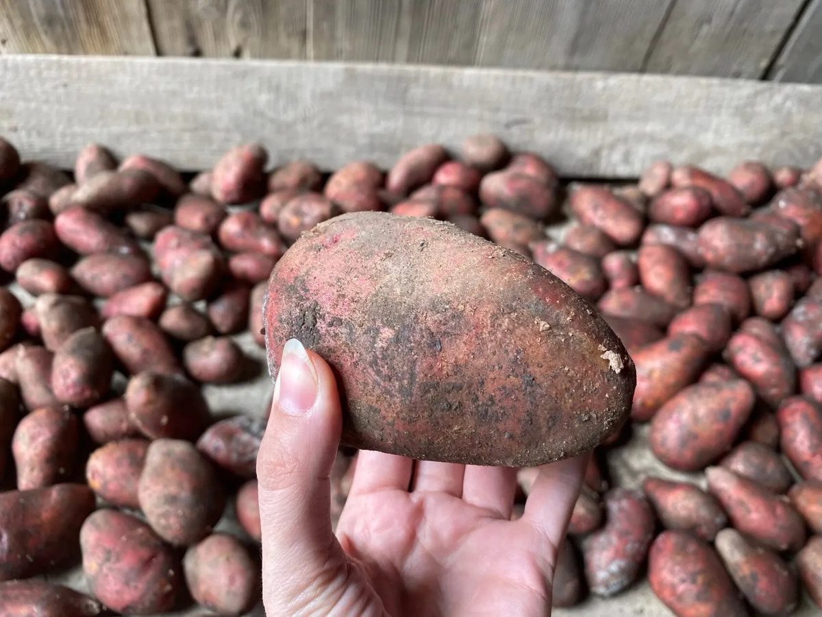 Городники назвали врожайний сорт картоплі, який ще кращий за Белларозу 