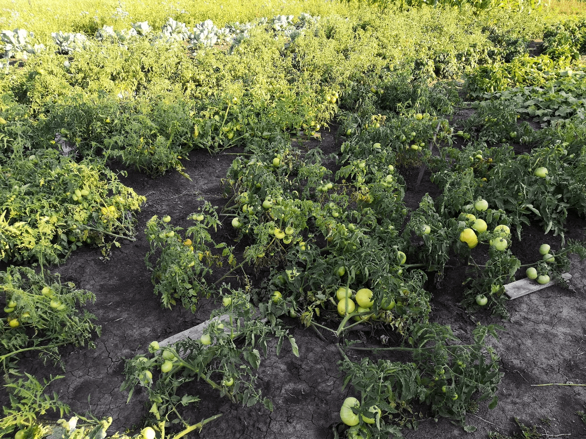 Садівники розповіли, чому завжди потрібно мати хлоргексидин у коморі