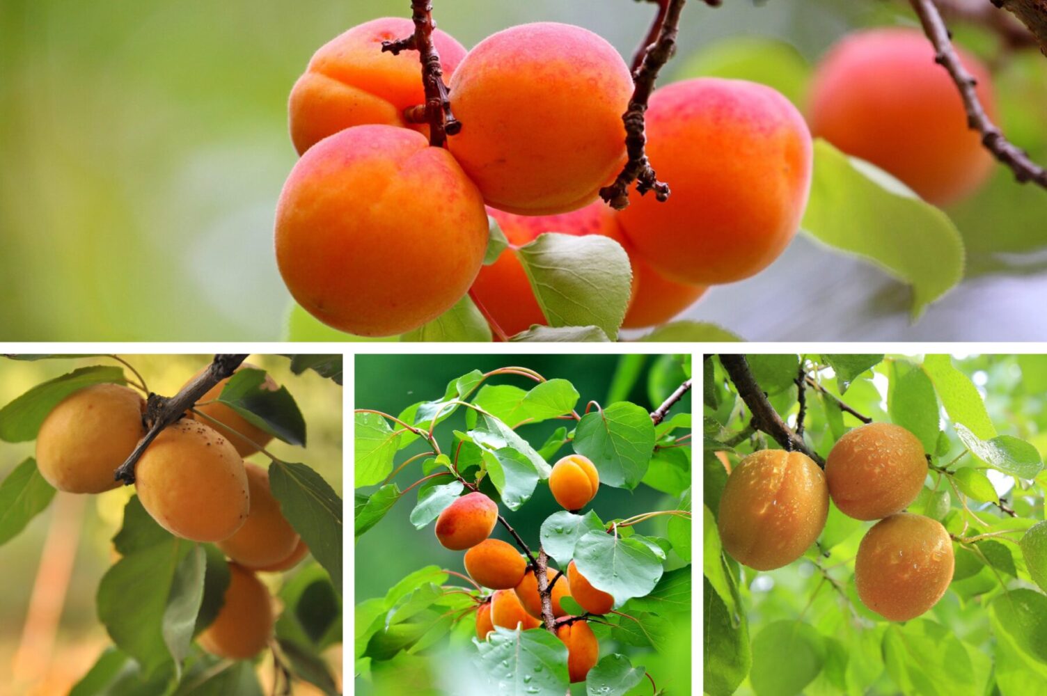 Садівники розповіли, чим підживити абрикос в листопаді 2025 для щедрого врожаю