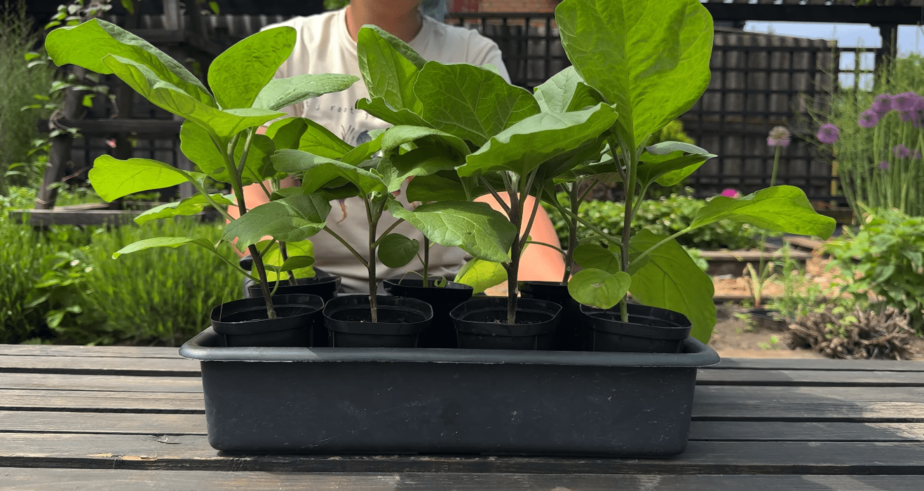 Городники розповіли, як правильно сіяти баклажани на розсаду