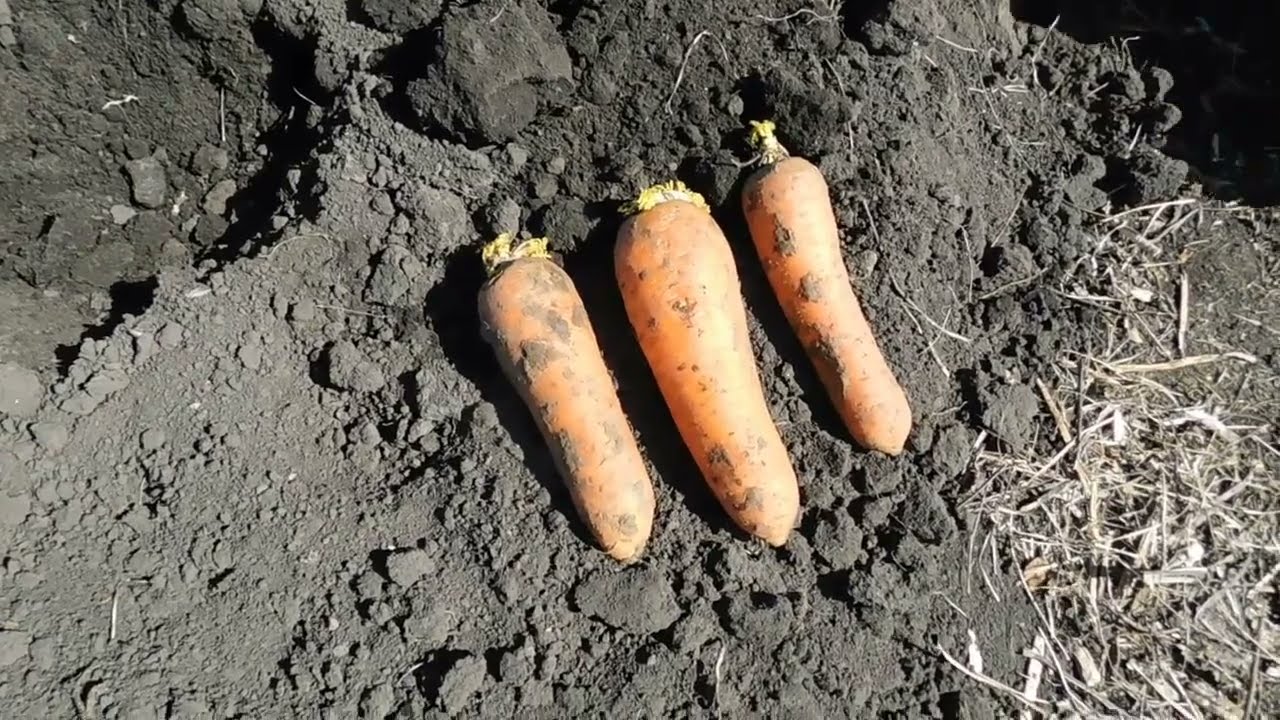 Городники розповіли, яке насіння моркви обрати для кращих сходів. Фото: скриншот з відео 