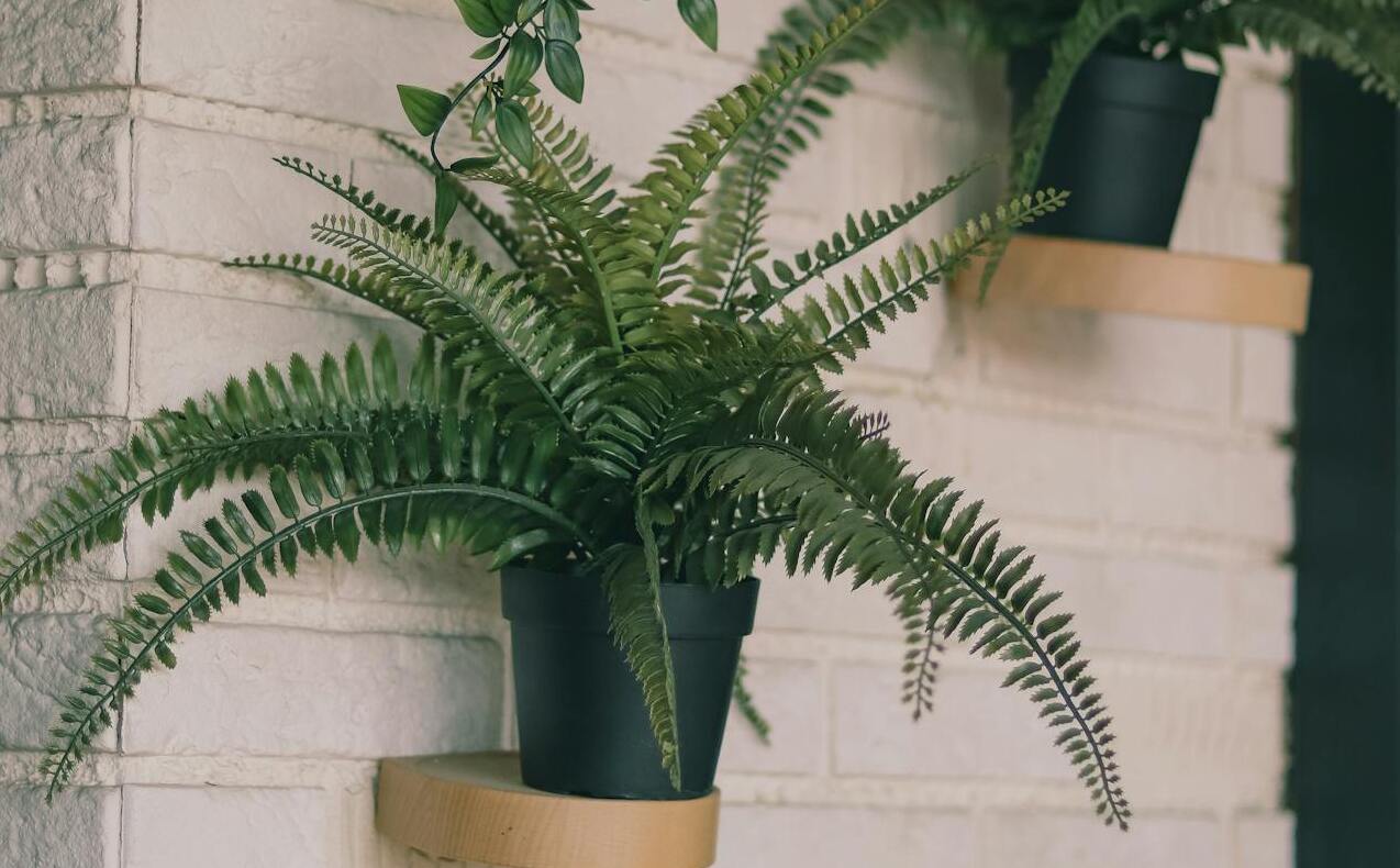 Господині розповіли, як правильно поливати домашні квіти залишками кави 