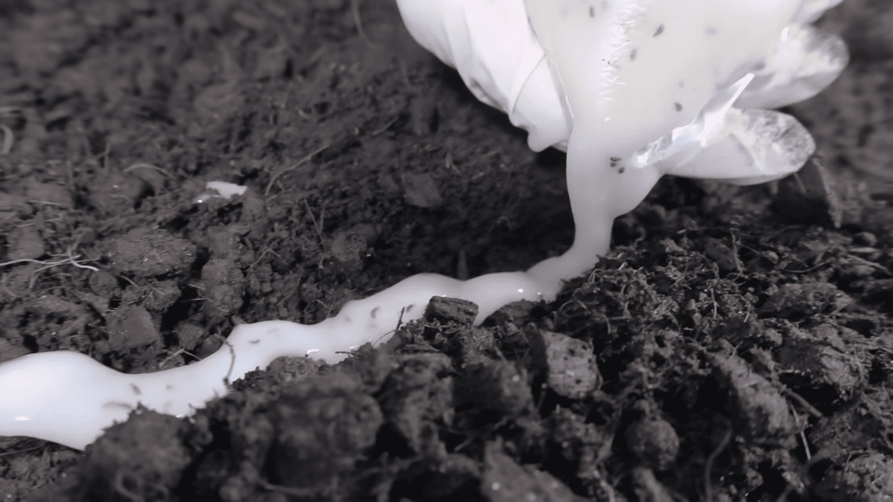 Городники порадили цікавий спосіб посіяти петрушку