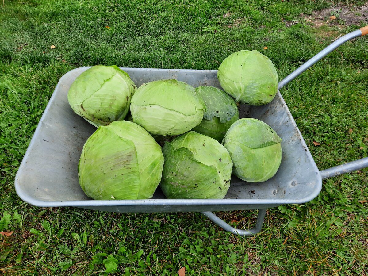 Дачники розповіли, як садити капусту, щоб вона виросла солодкою 