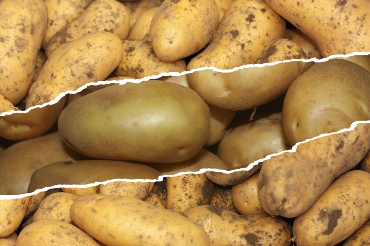 Агрономи назвали сорт картоплі, який зберігається протягом довгих місяців