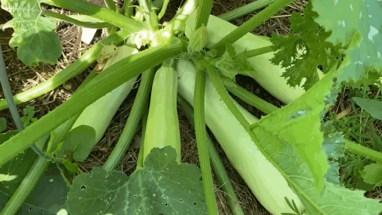 Городники пояснили, чому не варто поспішати з посадкою кабачків 