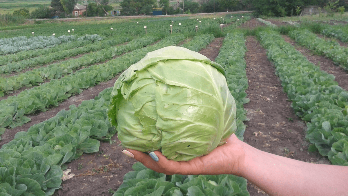Городники порадили просту дію, яка допоможе захистити капусту від слимаків без зайвих витрат