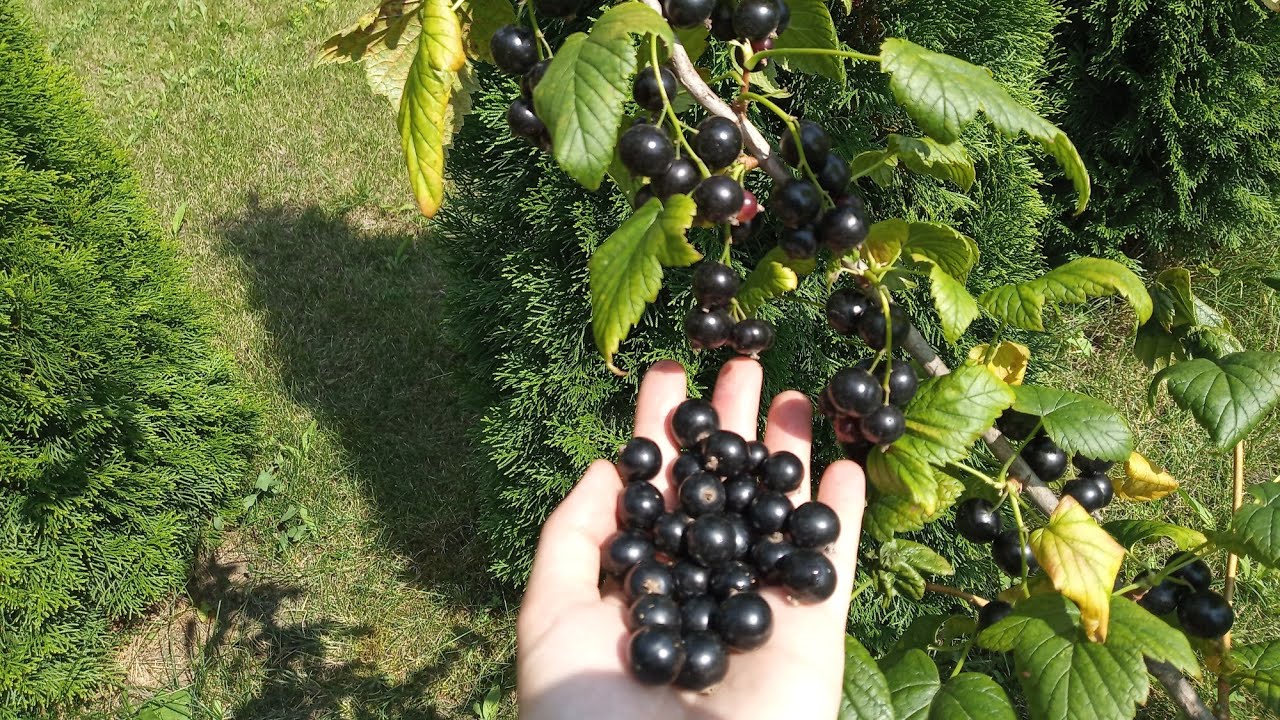 Городники назвали 2 чудо-добрива для смородини 