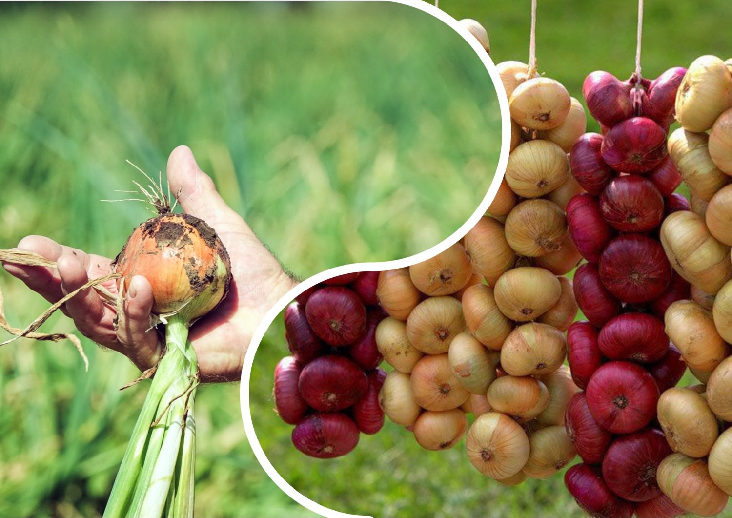 Городники порадили звичайні продукти для гарного врожаю цибулі